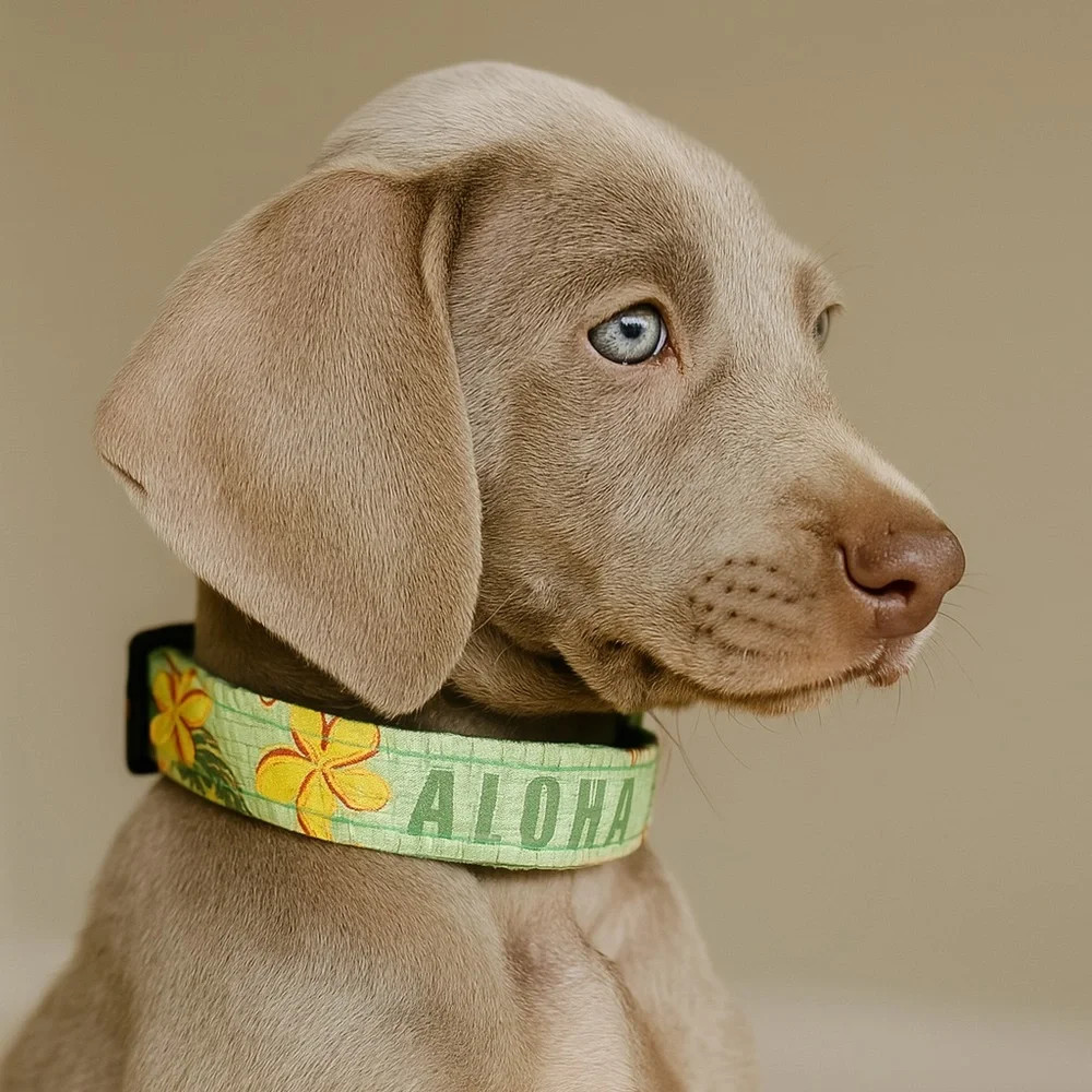 Dog Gone Hawaiian Medium Adjustable Floral Plumaria Dog Collar Made in Hawaii